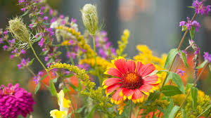Garden With Summer Flowering Plants