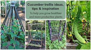 Cucumber Trellis Ideas Tips