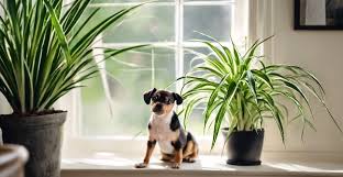 Pet Safe Indoor Plants For Cleaner Air
