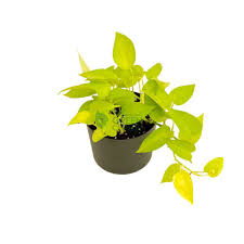 Garden Plants Best Plants For Your