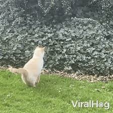 Cat Face Planted On The Bushes Viralhog