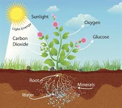 How Is Photosynthesis Related To