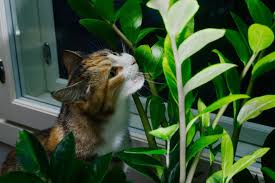 Are Money Trees Toxic To Cats Health