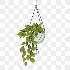 Hanging Plants Png Vector Psd And