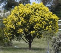 Golden Wattle Trees
