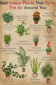 Best Indoor Plants That Purify The Air