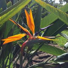 Bird Of Paradise Strelitzia Plant