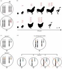 The Avian W Chromosome Is A Refugium