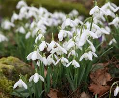 When To Plant Snowdrop Bulbs Expert
