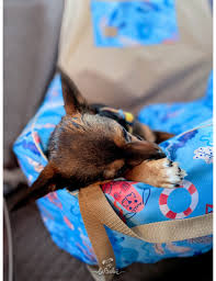 Ero Soft Dog Car Booster Seat Sea Dog
