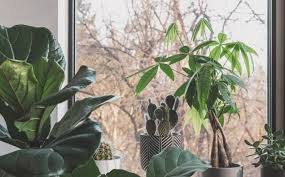 Caring For Houseplants Thrive