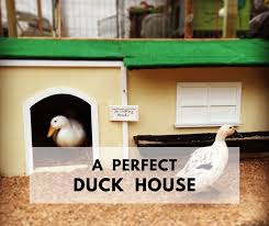 10 Necessities To A Perfect Duck House