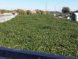 Water Hyacinth In The Delta Capradio Org
