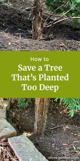 How To Save A Tree Planted Too Deeply