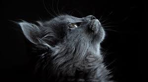 Black Cat Windows Hd Wallpaper Pxfuel