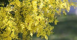 The Australian Wattle Tree Flowers