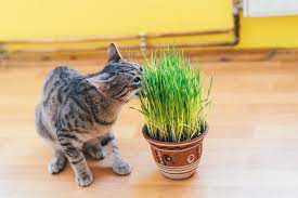 Keep Cats Out Of Plants