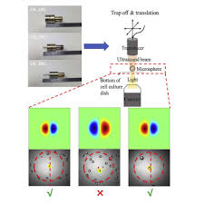 acoustic radiation force trapping