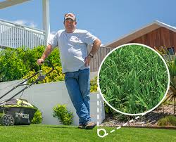 Couch Grass In Focus Lawn Solutions