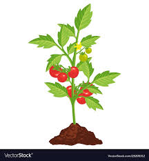 Tomato Bush Icon With Small Red