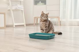 Concrete Ceramic Tile And Basement Odors