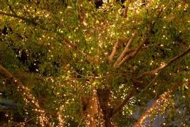 Outdoor Tree Lights Stock Photos