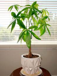 Large Indoor Potted Plants Tall Easy
