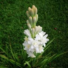 Top 20 Fragrant Flowers For Your Garden