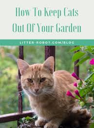 How To Keep Cats Out Of Your Garden