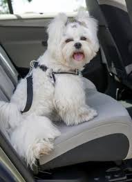 Car Safety Should Pets Wear Seat Belts