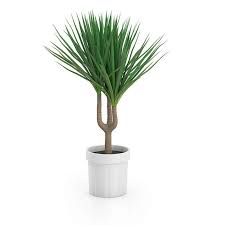 Palm Tree In Round Pot 2 3d Model By