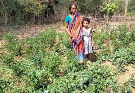 How Kitchen Gardens Are Doing Wonders