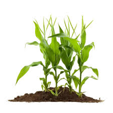 Corn Plant Png Vector Psd And