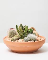 Mixed Cacti In Terracotta Bowl Cacti