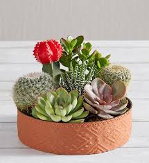 Succulent Gifts Cacti Delivery