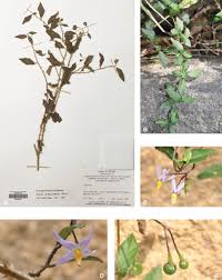 Solanum The Leptostemonum Clade