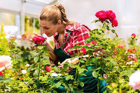How To Buy Rose Bushes For The Garden