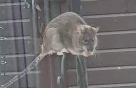 The Estate Overrun By Rats The Size Of