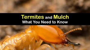 Do Termites Like Mulch