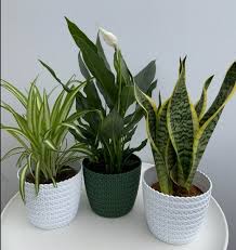 Air Purifying Plant Collection 3 Indoor