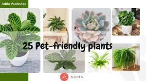 Top 25 Pet Friendly Plants To Keep Safe