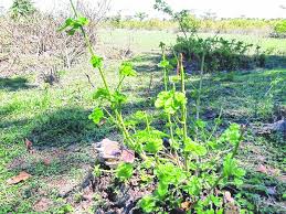 Poisonous Plant Leads To Cattle S