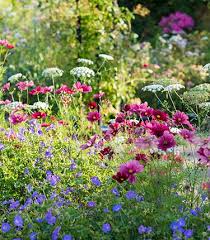 Annuals Biennials Rhs