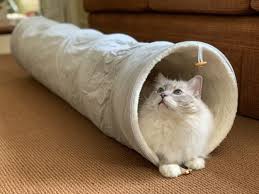 Corduroy Cat Tunnel Review