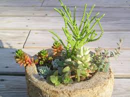 How To Callus Succulents And Cacti