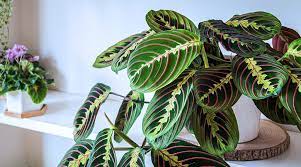 Tropical Houseplants That You Can Move