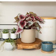 Our Top House Plant Picks For Autumn