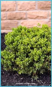 Low Maintenance Landscaping Plants For