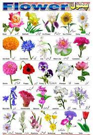 So Many Types Of Flowers Flower