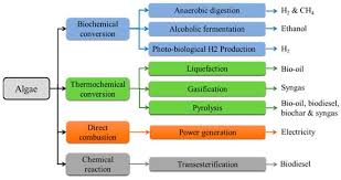 Algae Transesterification To Biodiesel